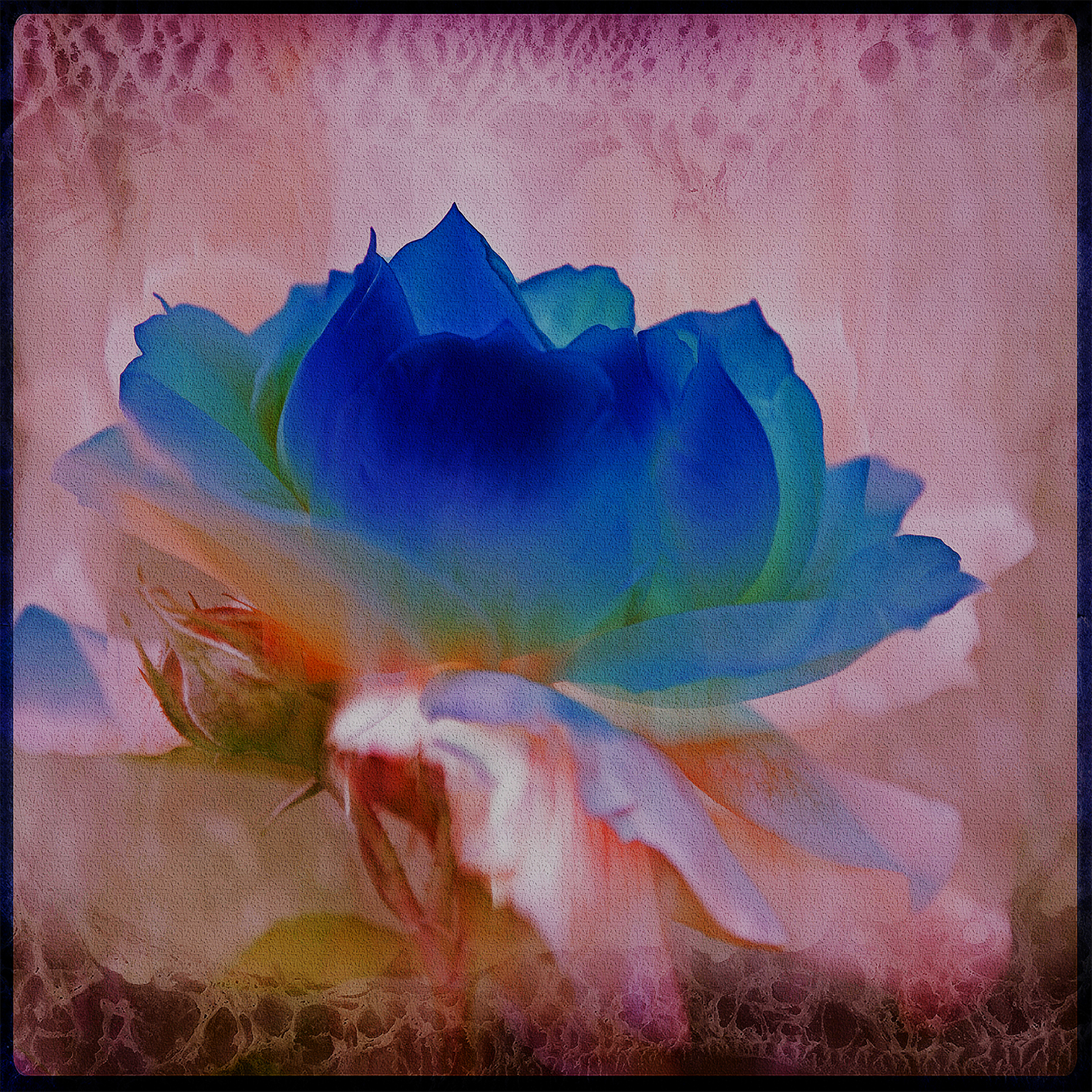 Blue Rosebud 50x50