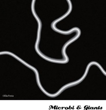microbi giants1 367x380